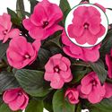 Bild von Impatiens New Guinea P12 Salmon